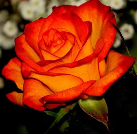 Single Orange Rose Orange Roses Flowers Photography Flowers