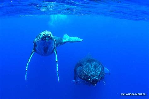 Dolphin Discoveries In Kailua Kona Hawaii County United States