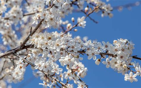 5 Fruit Trees You Can Easily Grow | Jung Seed Gardening Blog