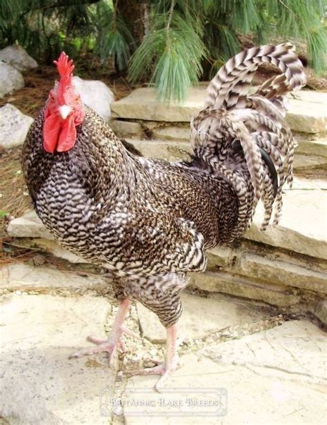 Rare Chicken Breeds Scots Grey Chicken Breeds Britannic Rare