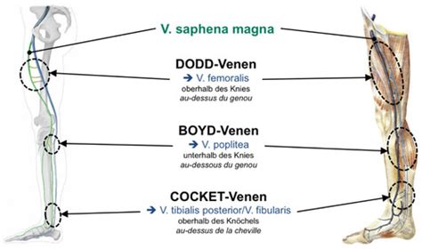 Innervation Et Vascularisation Membre Inf Rieur Flashcards Quizlet