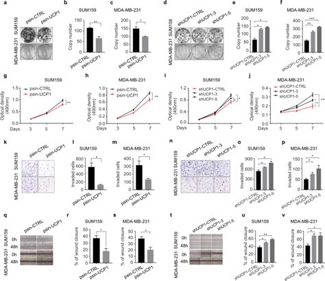 Ucp Suppresses The Proliferation Invasion And Migration Ability Of