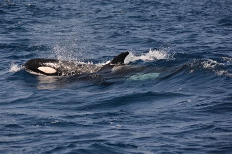 Why do orcas keep sinking boats? Two theories. - The Washington Post