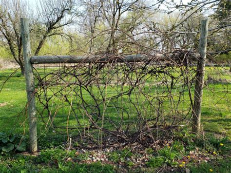 Grape Vine Fence Design