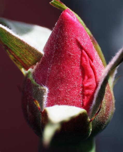 Fotos gratis fotografía hoja flor pétalo Rosa rojo Produce