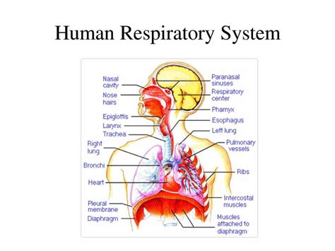 Label The Diagram Of The Respiratory System How To Draw A Lu