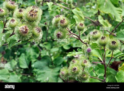 Close Up Of Medical Burdock Arctium Lappa Stock Photo Alamy