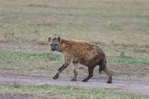 Spotted Hyena Walking In The African Savannah Stock Photo Image Of