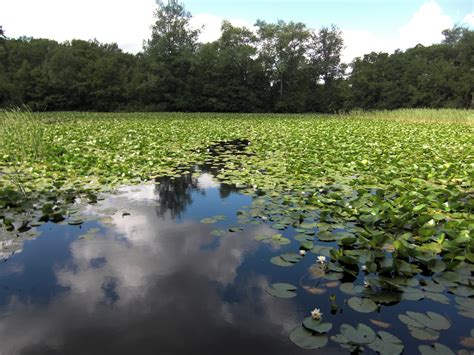 Free Images Tree Nature Grass Marsh Swamp Meadow Flower Lake