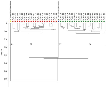 Clonal Evaluation Of New Ornamental Pineapple Hybrids To Use As Cut Flowers