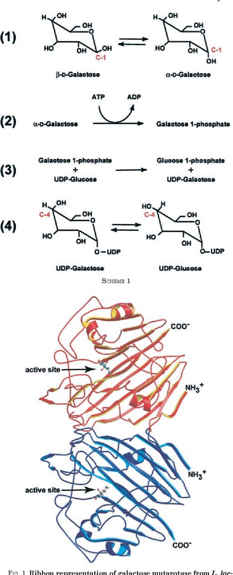 Pdf Structure And Function Of Enzymes Of The Leloir Pathway For