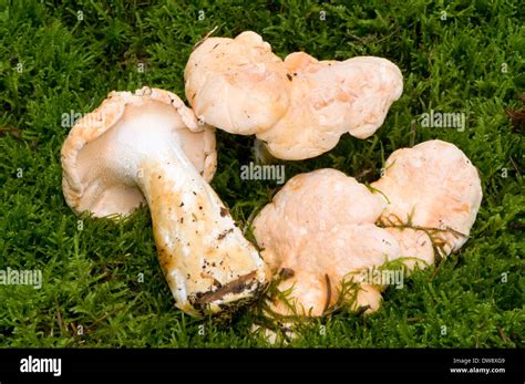 Hedgehog mushroom hi-res stock photography and images - Alamy