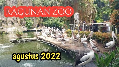 Piknik Ke Taman Margasatwa Ragunan Agustus 2022 Ragunan Zoo Youtube