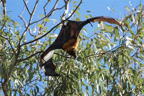 Best Destinations for Australian Wildlife Photography - Globeblogging