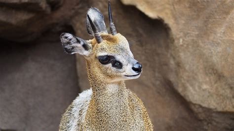 Klipspringer Antelope African - Free photo on Pixabay