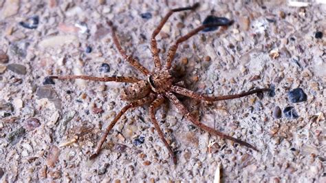 Massive influx of Huntsman spiders take over Australia | news.com.au ...