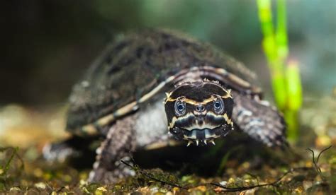 Common Musk Turtle Care Guide And More