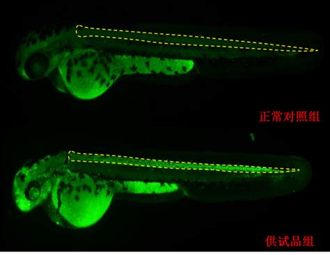 利用斑马鱼模型评价神经毒性 保健食品安全性评价 环特生物丨健康美丽产业cro服务引领者丨斑马鱼 类器官 小鼠 人体