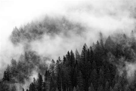 Ominous Forest Stock Photos, Pictures & Royalty-Free Images - iStock