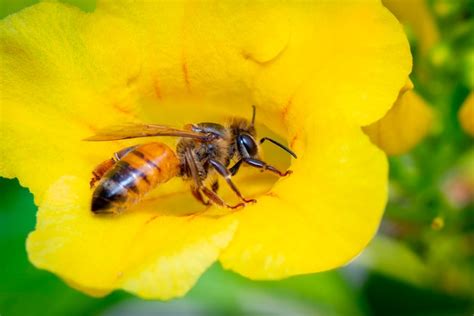 Imagen de abeja o abeja en flor amarilla recolecta néctar abeja dorada