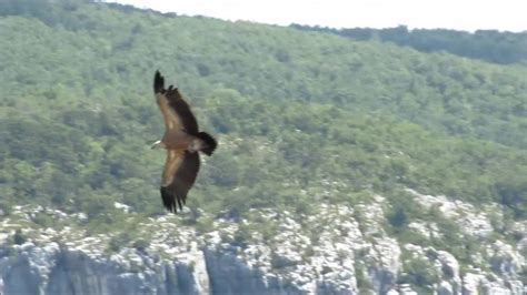 Griffon Vulture In Flight In The Canyon Of Gorges Du Verdon YouTube