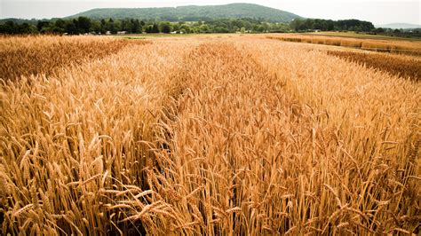 Barley Crops