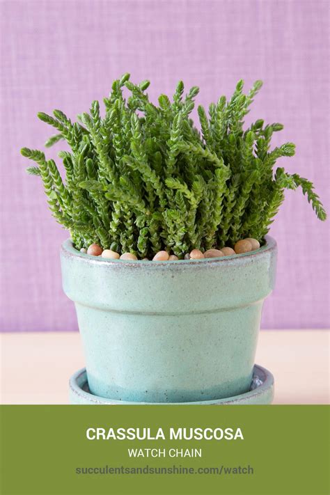 Crassula Muscosa Watch Chain” Succulents And Sunshine