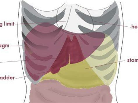 Rib Cage Organs