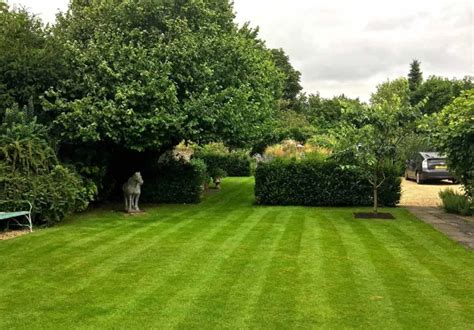 Как сажать газонную траву: 10 советов специалистов