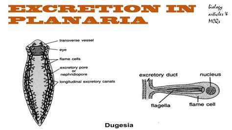 Excretion in Planaria - Protonephridia - Flame cells || BIOLOGY ...