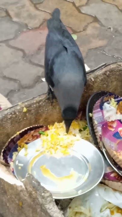 Hungry Crow Youtube