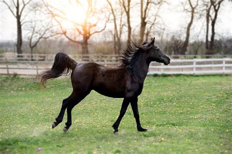 Horse Holds Tail Up When Running: Equine Behavior Explained | Horse ...