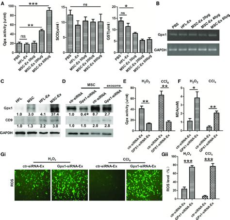 Hucmsc Ex Delivered Gpx1 Protects Hepatocyte From Oxidative Stress In