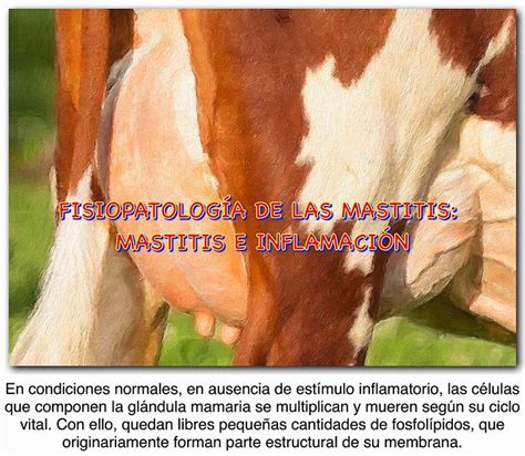 FisiopatologÍa De Las Mastitis Mastitis E InflamaciÓn Ganaderia Sos