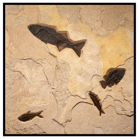 Million Year Old Eocene Era Fossil Palm And Fossil Fish In Stone