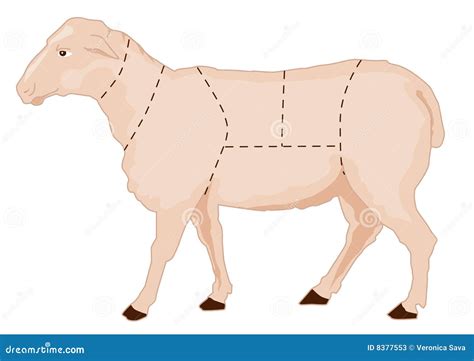 Sheep Chart Stock Photos - Image: 8377553