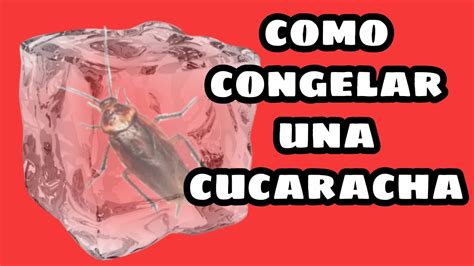 Como Congelar Una Cucaracha Con Agua Puerca Se Me Estan Acabando Las