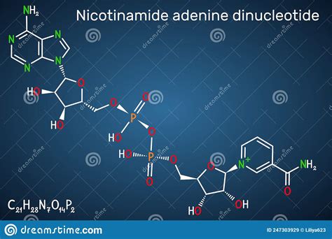 Nicotinamide Adenine Dinucleotide Oxidized Form Nad Coenzyme Molecule