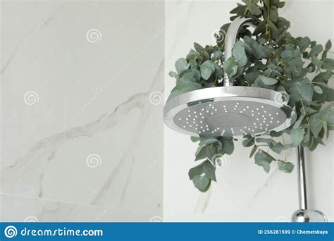 Branches with Green Eucalyptus Leaves in Shower, Space for Text Stock Image - Image of copy ...