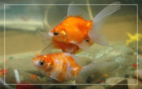 Goldfish Breeding