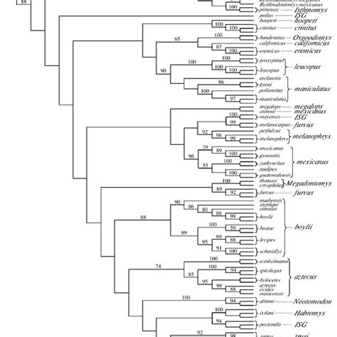 Strict Consensus Tree Of The 4 Most Parsimonious Trees Generated From Download Scientific