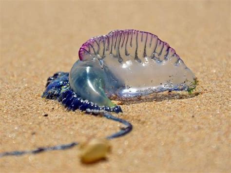 BLUE BOTTLE JELLYFISH SPOTTED IN BORACAY » Philippines Report