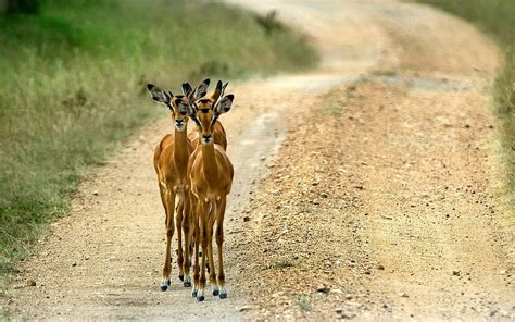 Deers In The Path Forest Path Nature Animal Deer Hd Wallpaper