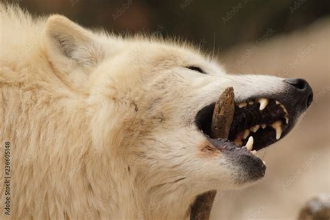 Arctic wolf biting into a branch. A rare american white wolf species in ...