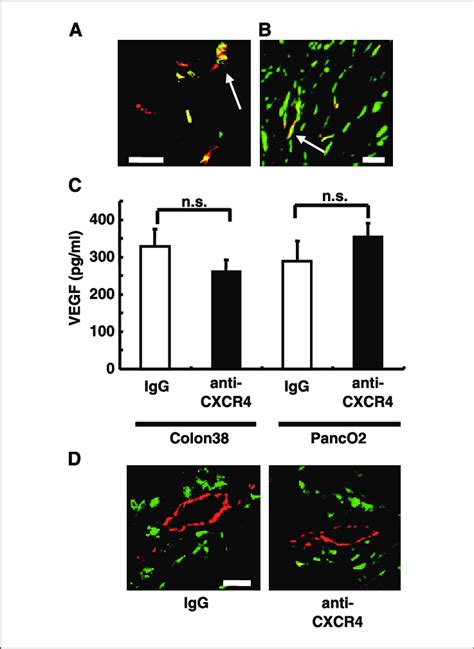 Neutralization Of Cxcr Did Not Change The Vegf Concentration In The