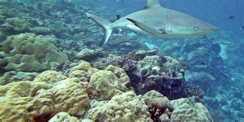 Researchers study the vital role of marine predators in supplying ...