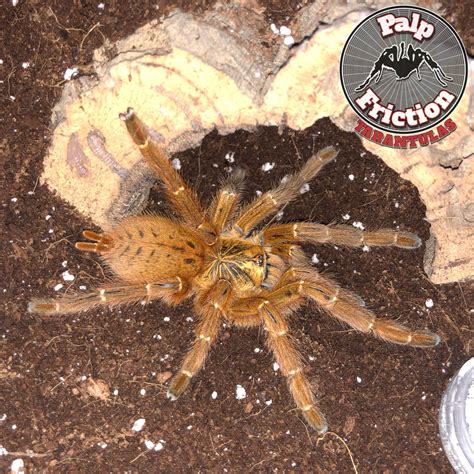 Pterinochilus murinus Usumbara "OBT"