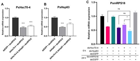 Ijms Free Full Text Hsp70 And Hsp90 Elaborately Regulate Rnai