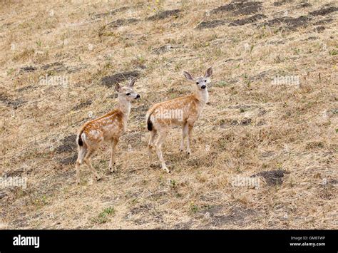 Black tailed Deer Fawns Twins Stock Photo - Alamy