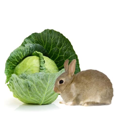 Can Rabbits Eat Cabbage Feeding Guide For Your Bunny